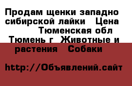 Продам щенки западно- сибирской лайки › Цена ­ 4 000 - Тюменская обл., Тюмень г. Животные и растения » Собаки   
